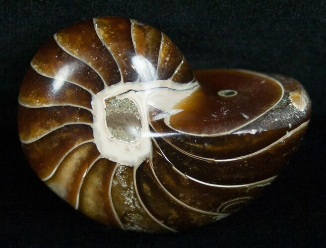 Inch Nautilus fossil from Madagascar #5221